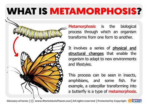 metamorphosis meaning in.